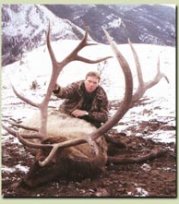 394 1/8 B & C Montana bull elk