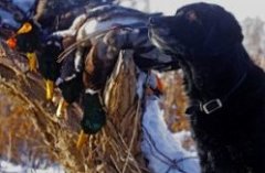 A black Lab and mallard ducks. Photo by Jerry Neal/CPW.