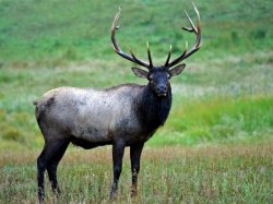 A bull elk. Photo by © Jerry Neal/CPW.