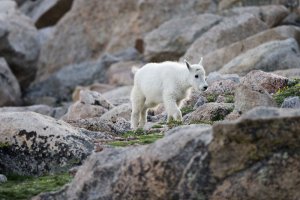 A mountain goat kid on Mount Evans near Idaho Springs, CO