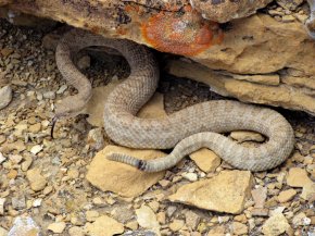 A Western rattlesnake, also known as the midget-faded rattlesnake, is found along the Colorado/Utah border.