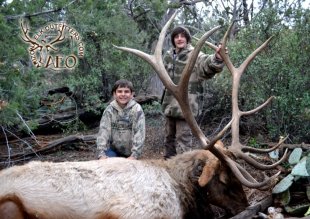 arizona elk outfitters - arizona elk guides - arizona elk hunts - arizona elk - elk hunts in arizona - elk outfitters in arizona - elk guides in arizona