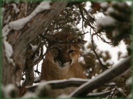 Book your Colorado mountain lion hunt with Cat Track Outfitters!