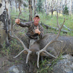 Bull Elk