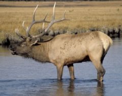 Bull Elk