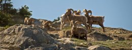 Colorado Bighorn Sheep Hunting