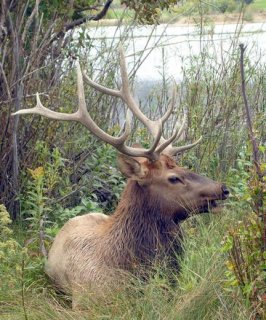 colorado elk hunting