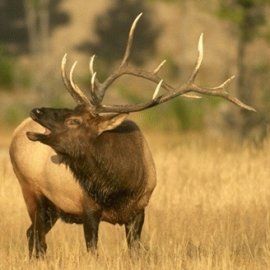 Colorado Elk Hunting Outfitters