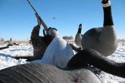 COLORADO GOOSE GUIDES