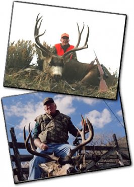 Deer Hunt Pictures
