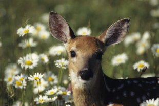 Deer or antelope ... can you spot the difference?