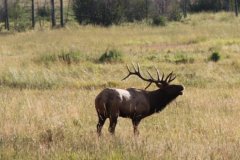 Elk Bugling