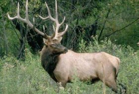 Elk Facts