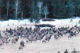 Elk herd at the base of Loco Mountain.