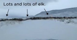 Elk Herd Caption 2015 12 09