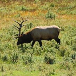 Elk Hunting 101