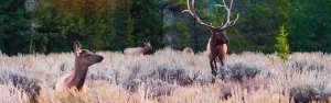 Elk hunting in Colorado