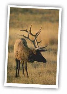 elk hunting in durango