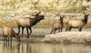 Elk with ladies