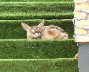 Fawn Hiding Image