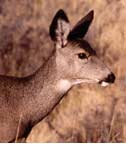 Female Mule Deer Female Mule Deer