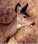 Female Mule Deer