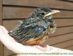 Fledgling Bird Picture