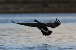 GUIDED GOOSE HUNTING