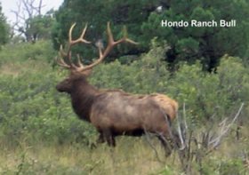 Hondo Ranch Bull