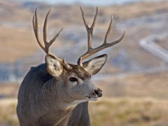 How to Hunt Mule Deer - Hunting a New Area