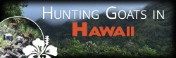 hunting goats in hawaii