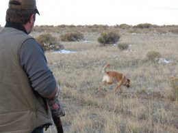 Hunting Dog training Colorado | Hunting in Colorado