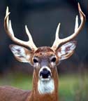 Male Whitetail Deer