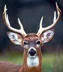 Male White-tailed Deer Male Whitetail Deer
