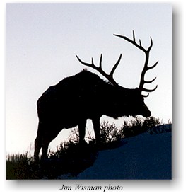 Montana bull elk