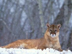 Mountain Lion Clear Creek County, Colorado ~ Mountain Lion