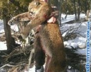 mountain lion hunting in Colorado