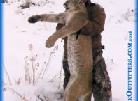 mountain lion hunting in Colorado