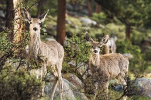 Mule deer doe and fawn