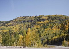 NM Aspen Trees