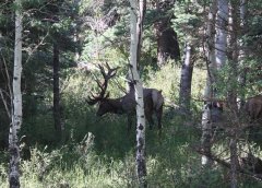 NM Bull Elk Boone Crockett