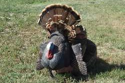 Outfitter Mike Adams Hiding Behind The Scoot N Shoot Decoy Outfitter Mike Adams Hiding Behind The Scoot N Shoot Decoy