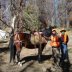 Mule Deer Hunting Trips