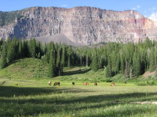Horses grazing near camp