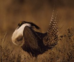 Sage-grouse