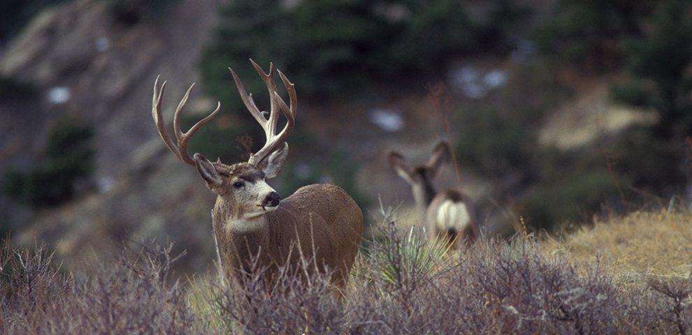 Best Mule Deer Hunting