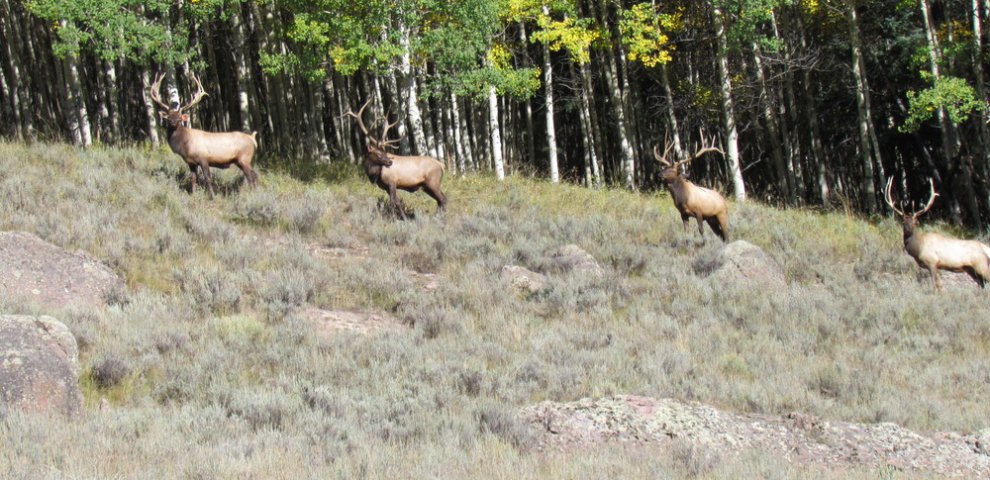 Cheap Elk hunts in Colorado
