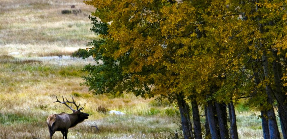 Colorado Division of Wildlife Elk hunting