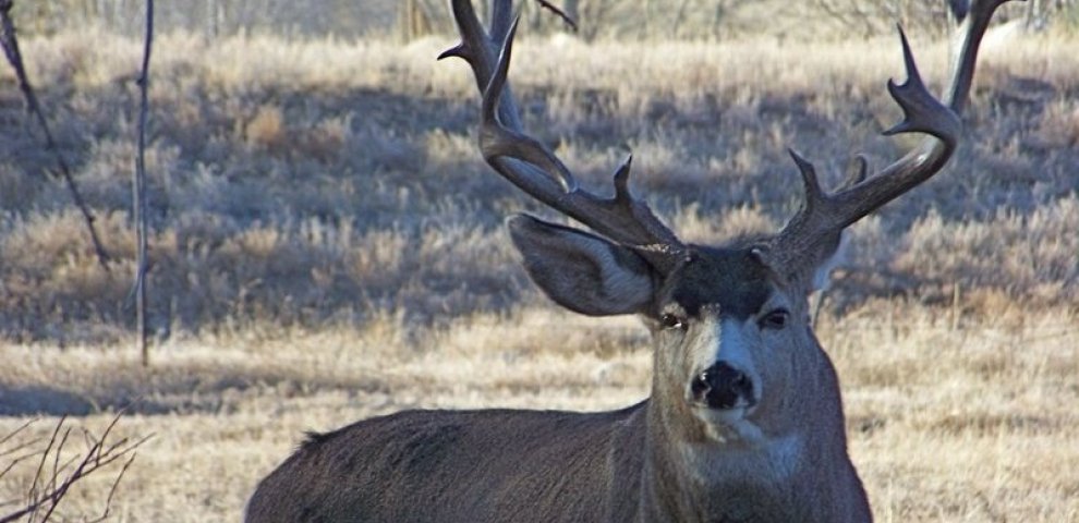Colorado Division of Wildlife Hunting