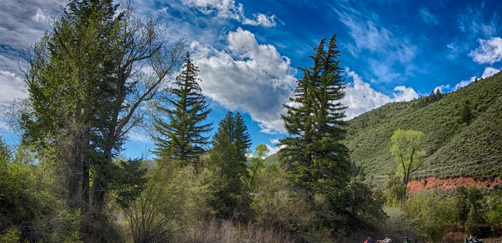Colorado fishing license Price